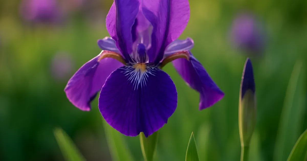 Iris